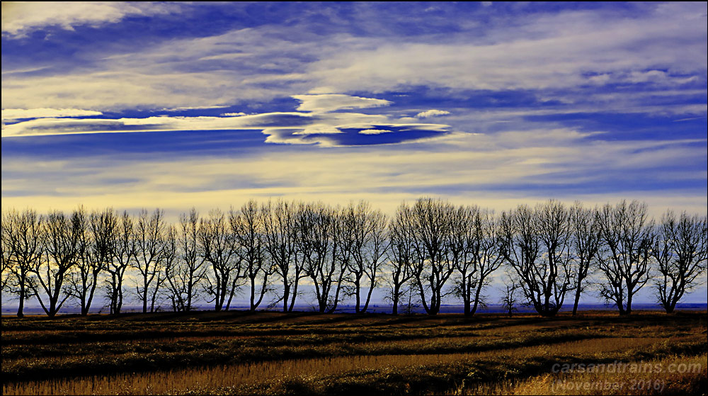 Trees along a road east of High River, Alberta.