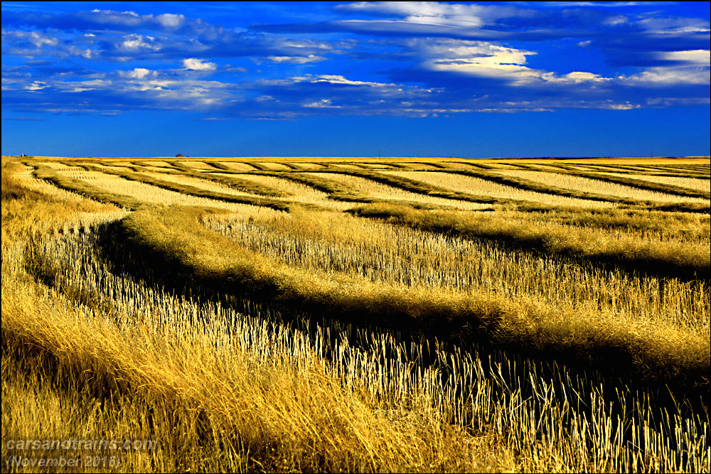 Harvested fields east of High River, Alberta.