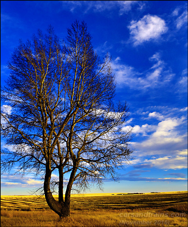 A lonely tree in the fields.
