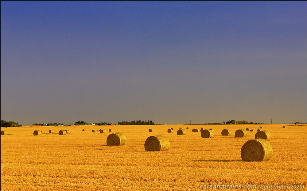 Fields near Rosemary Alberta